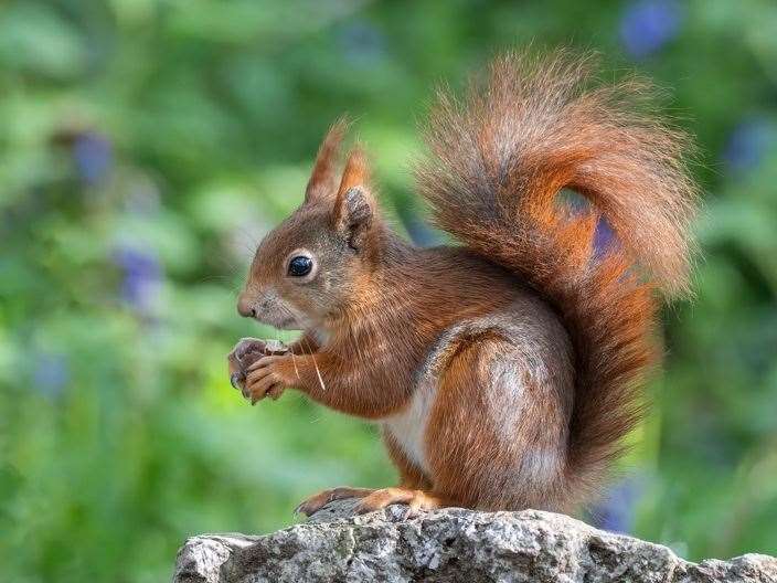 Get to know more about squirrels.