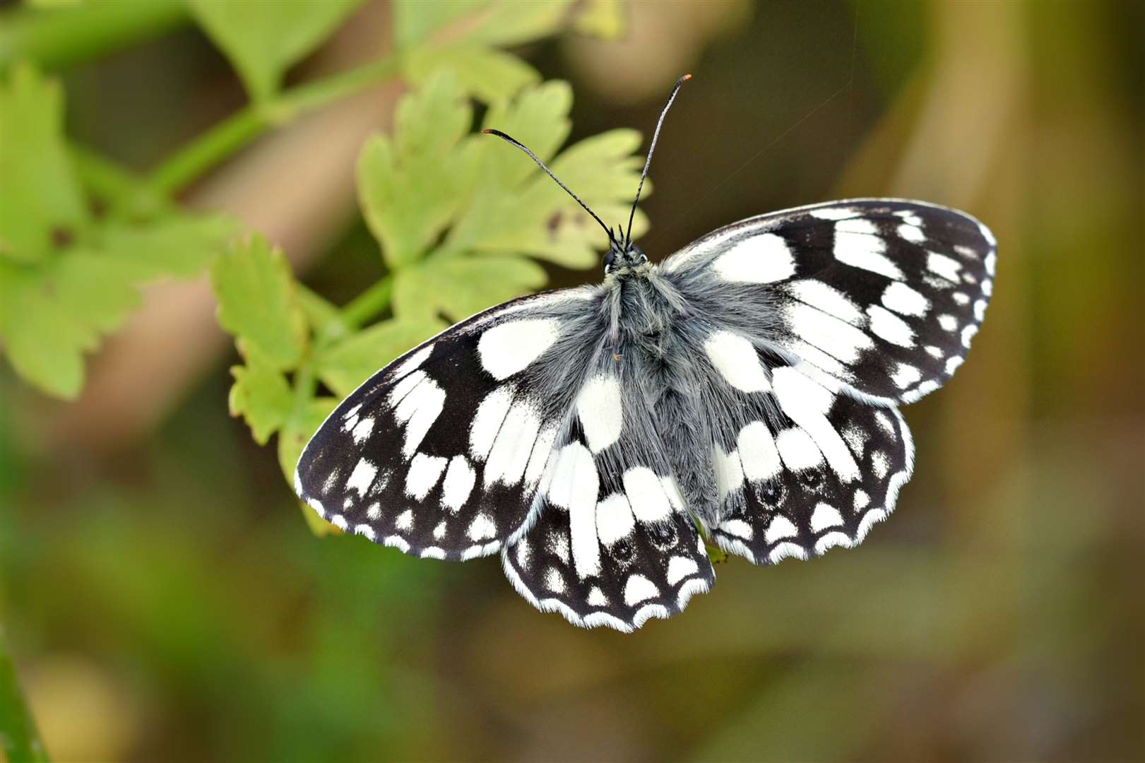 Marbled white. Picture: Andrew Cooper/PA