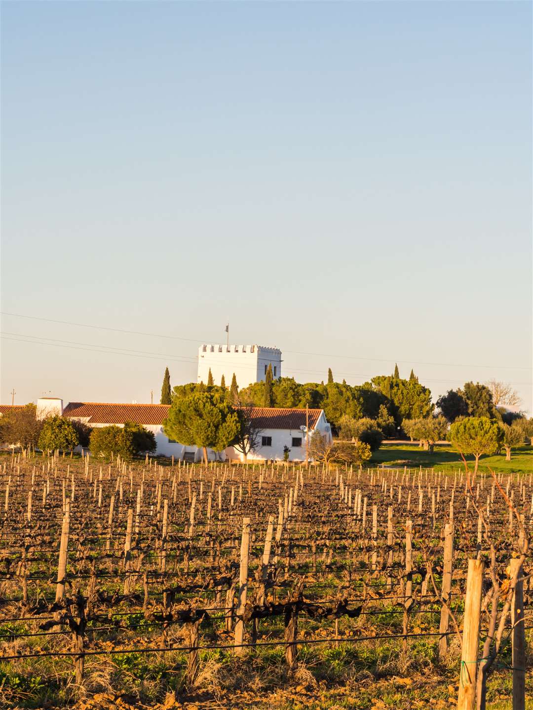 Vineyard in front of the Esporao Tower in Alentejo region, Portugal. Photo: Adobe Stock