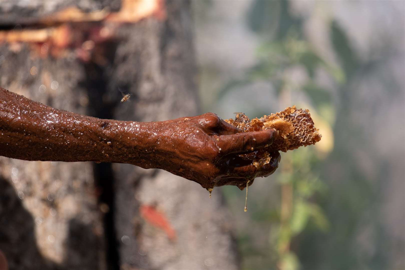 Honey harvest in the Niassa Special Reserve in Mozambique (Claire Spottiswoode/University of Cambridge)