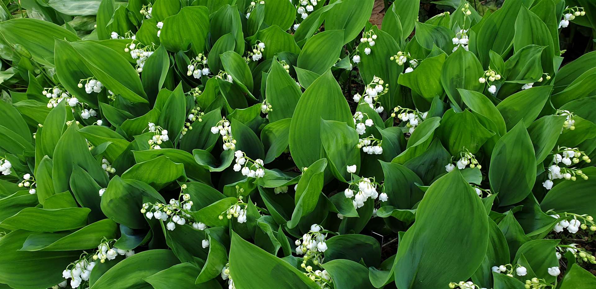 Lily of the valley, one of the Queen’s favourite flowers (Buckingham Palace/PA)