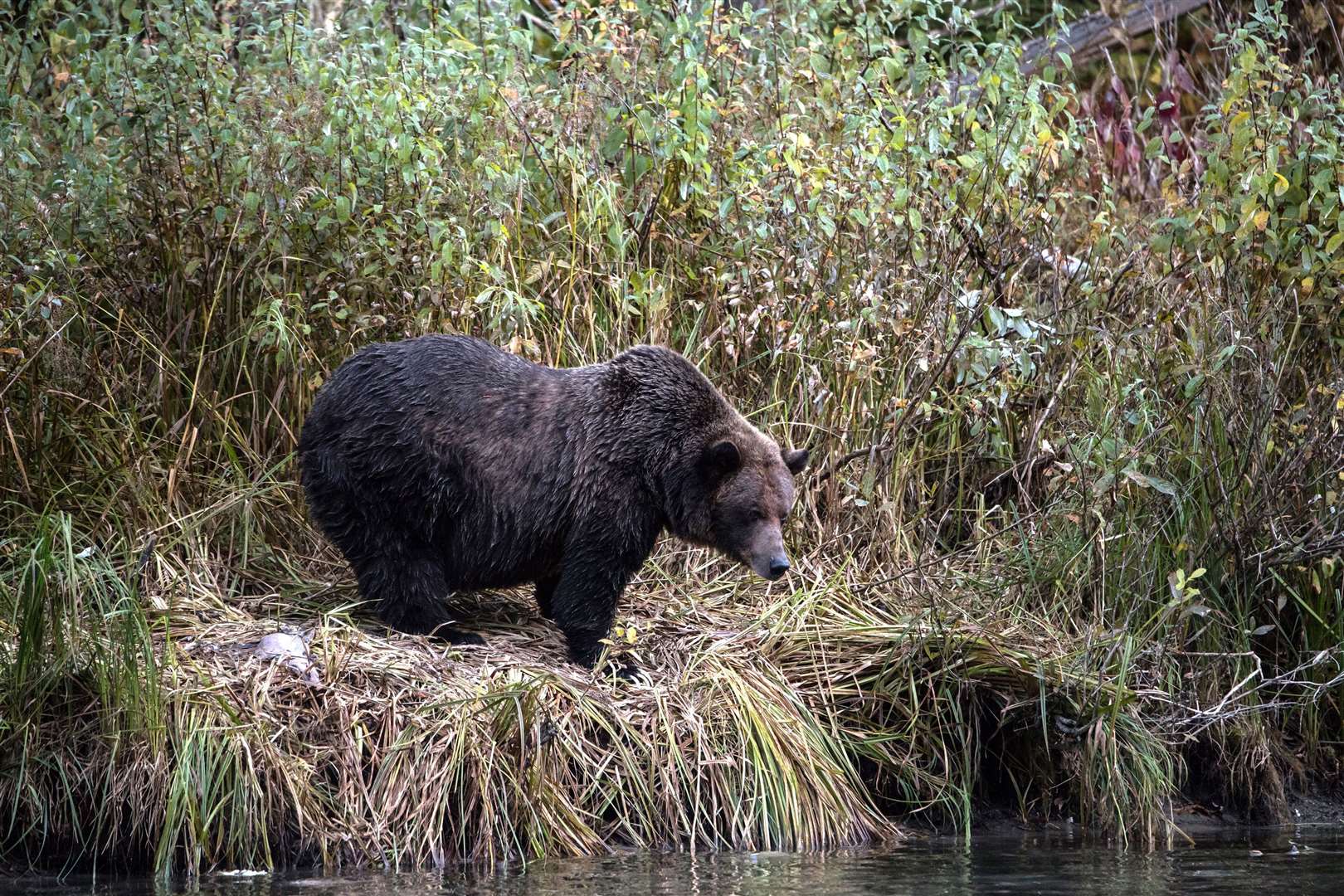 Jethro, a grizzly bear, fishing. Picture: PA Photo/Sarah Marshall