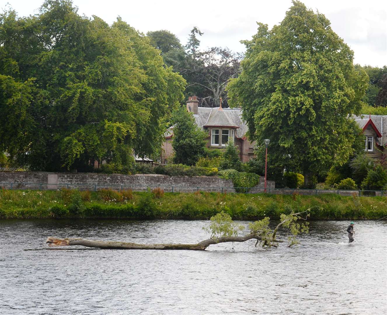 An angler tries their luck close to the large fallen tree, which has beached on submerged gravel in this shallow part of the River Ness.