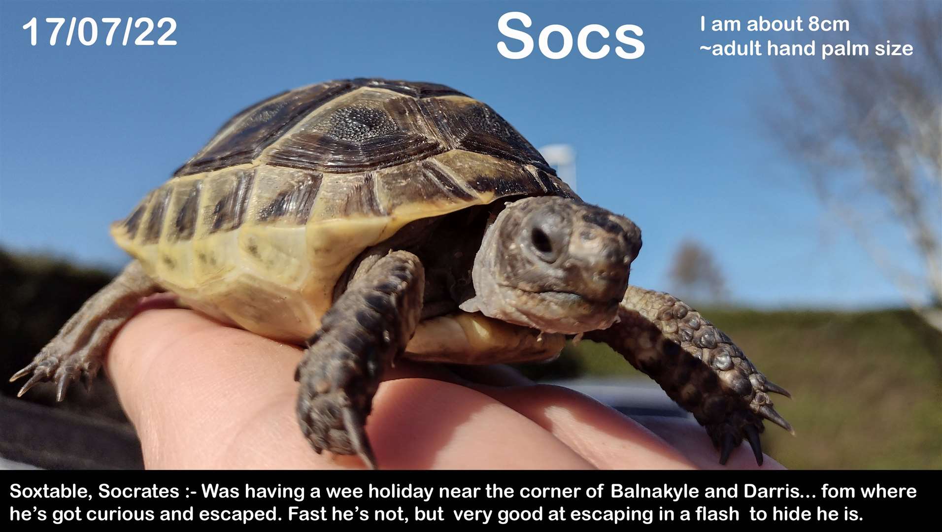Socrates, the runaway tortoise, has sparked a garden to garden search in the Lochardil area of Inverness