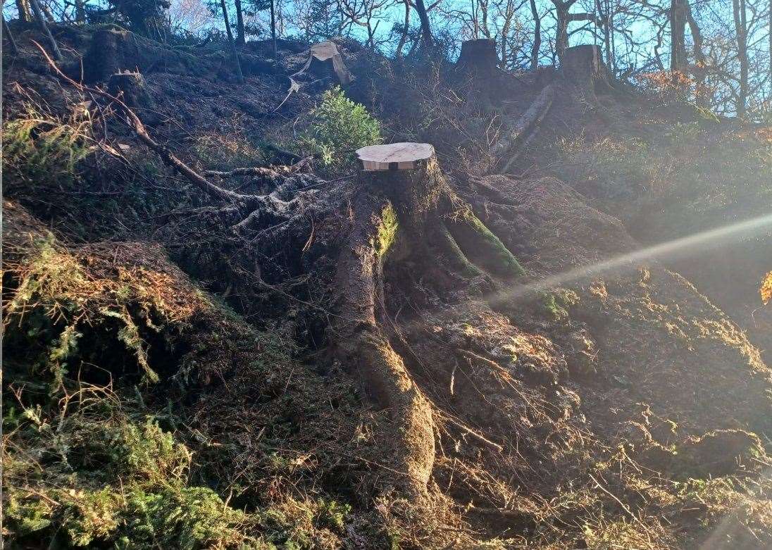A82 closure: huge fallen tree removal operation continues