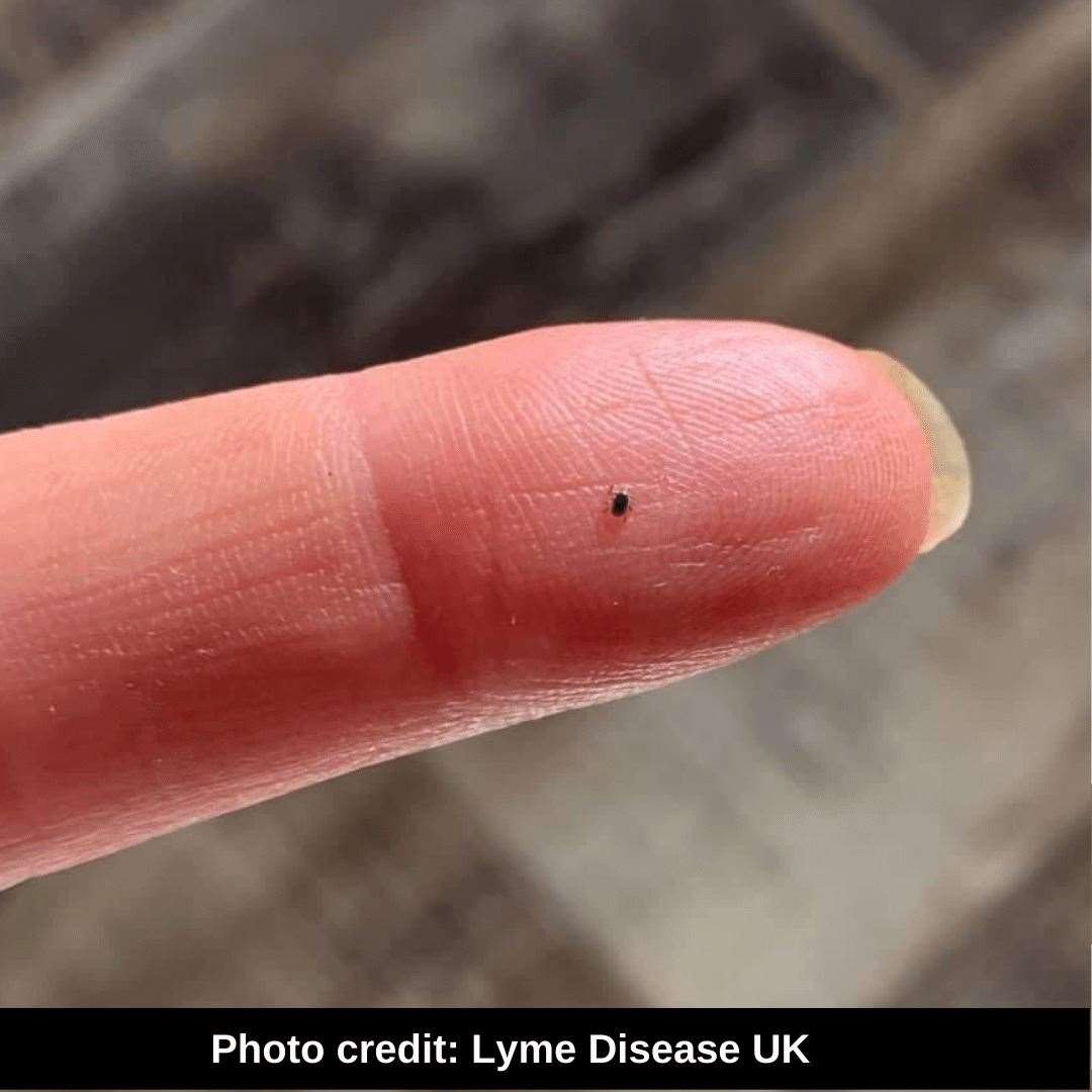 Ticks start life in a small way.