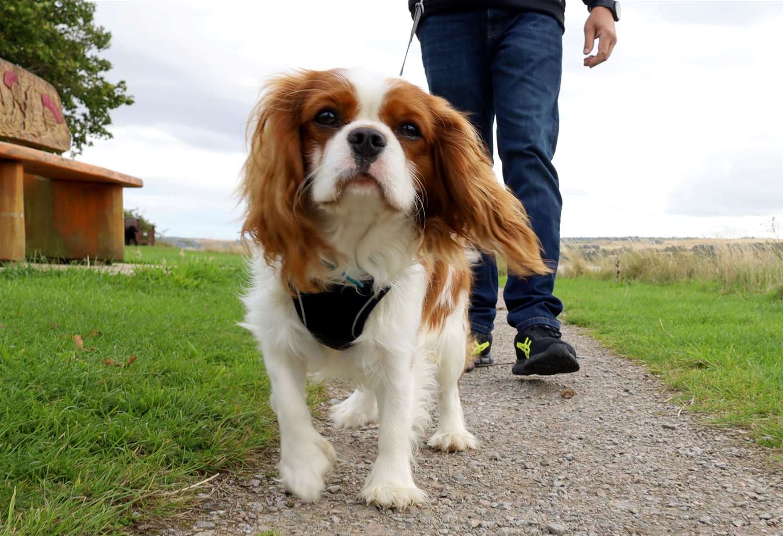 Harley, the Blenheim Cavalier King Charles Spaniel, will take part in a meet-up this weekend.