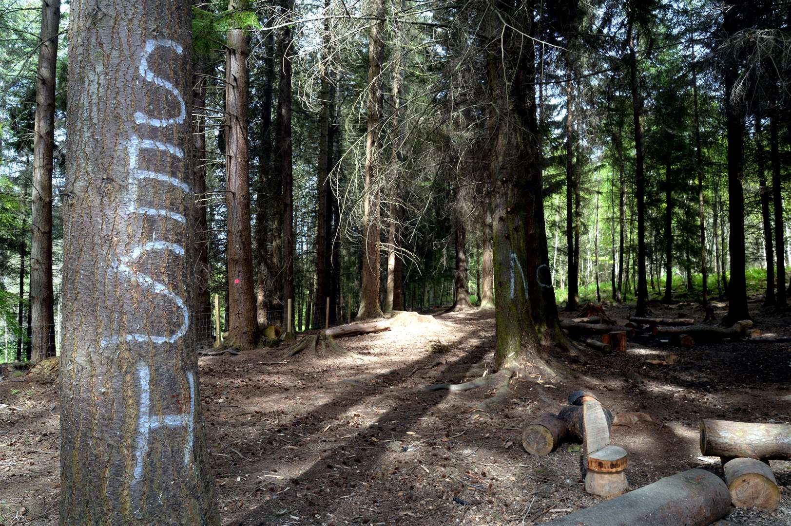 The fenced area is intended to be family friendly but there's now immature and obscene graffitti on trees....Dugless Wood vandals.Picture: SPP. Image No. 043944..