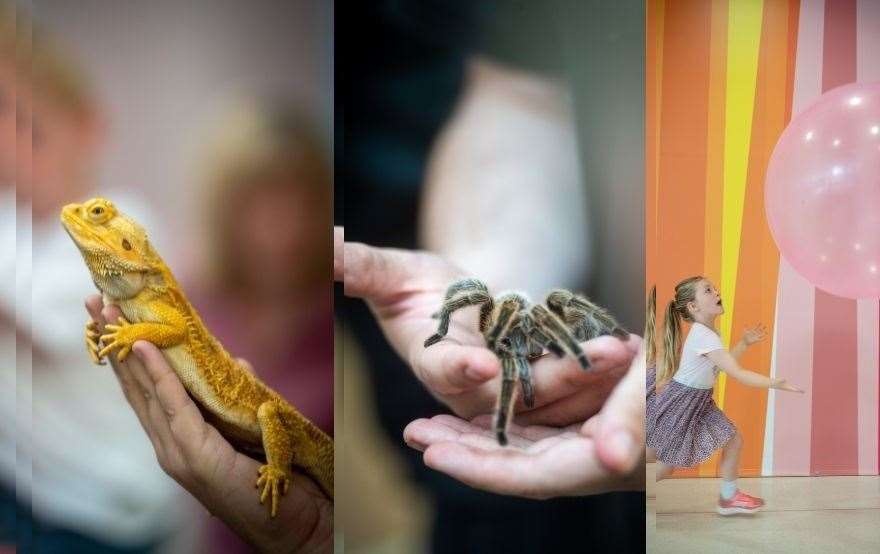 Eastgate free fun, including the return of the exotic animals event from last year.