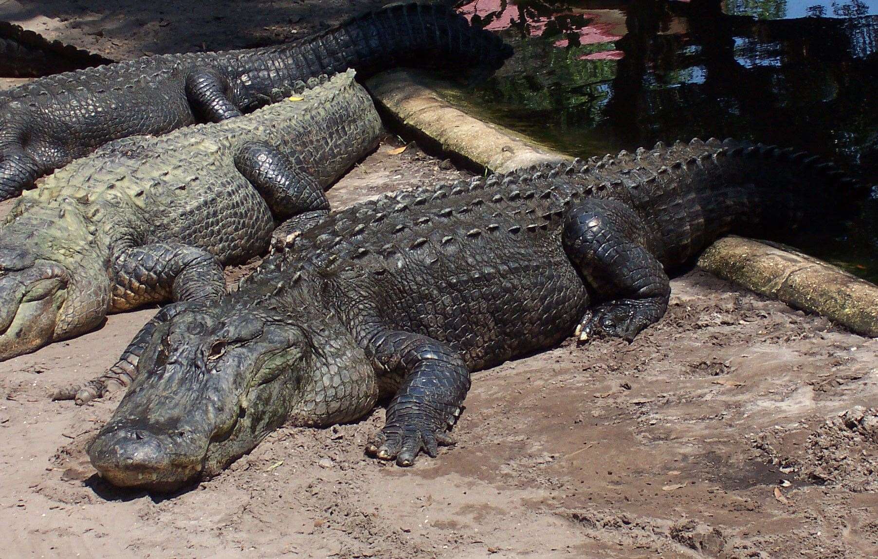 Crocodiles also have particularly low ageing rates, say researchers (Royal Veterinary College/PA)
