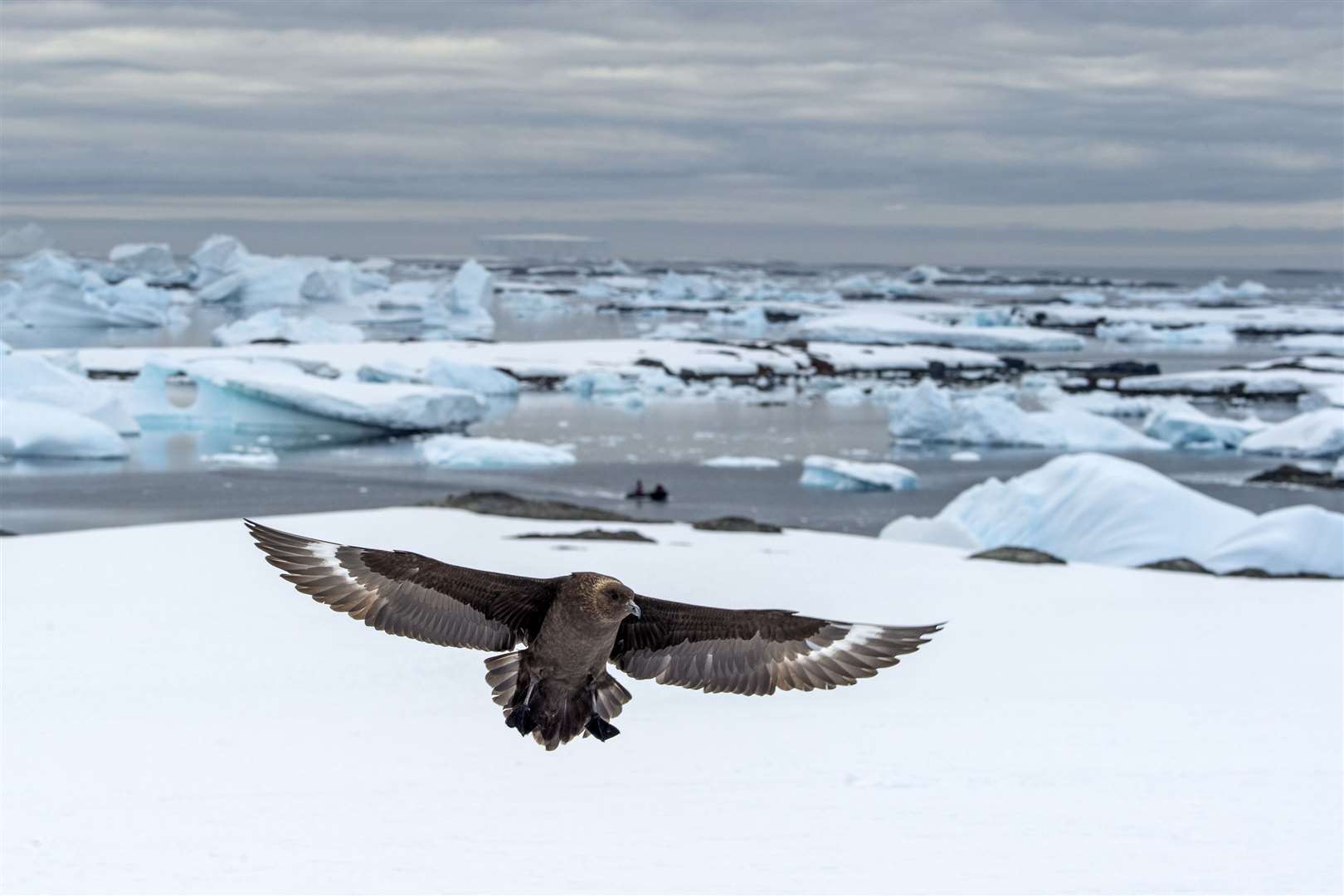 A skua landing on ice in Antarctica. Picture: PA Photo/Renato Granieri