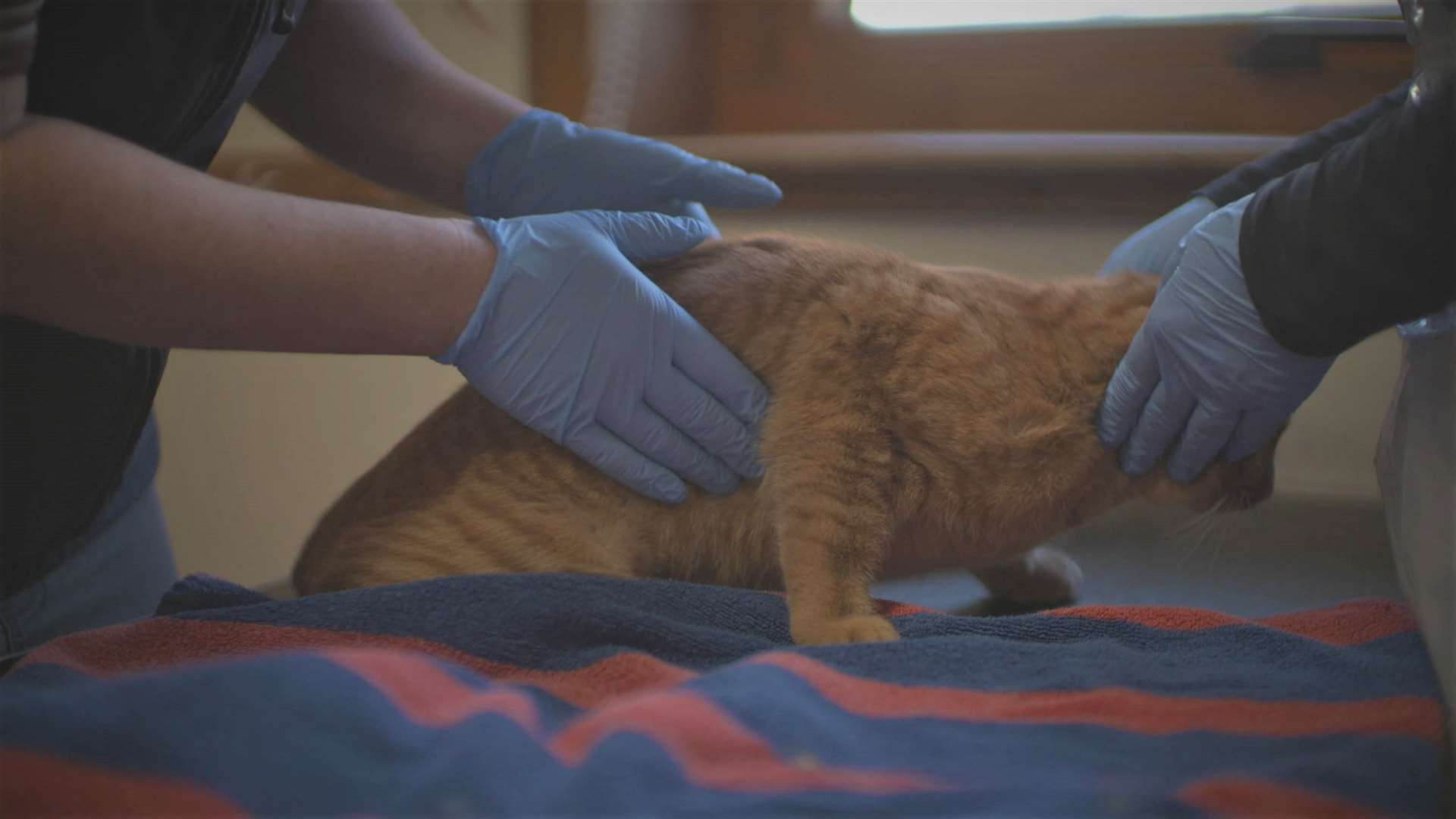 Hip surgery can help to restore a cat's mobility.