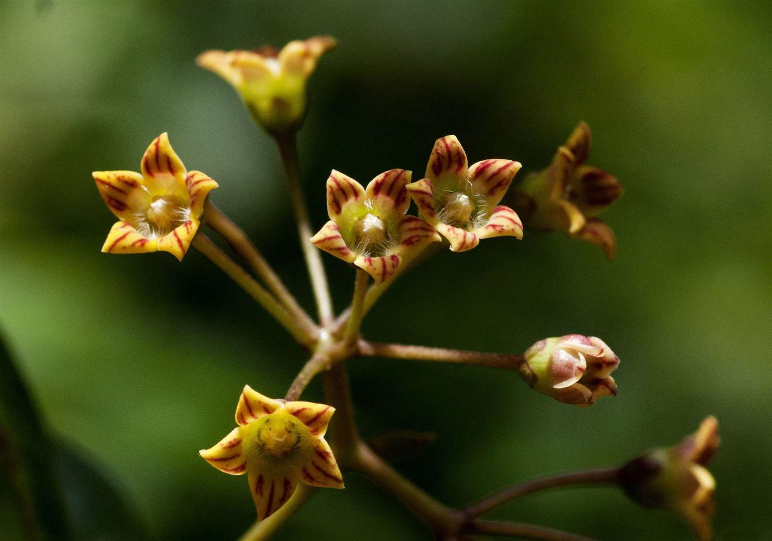 Marsdenia chirindensis, found in the Chirinda Forest in Zimbabwe (Bart Wursten/PA)