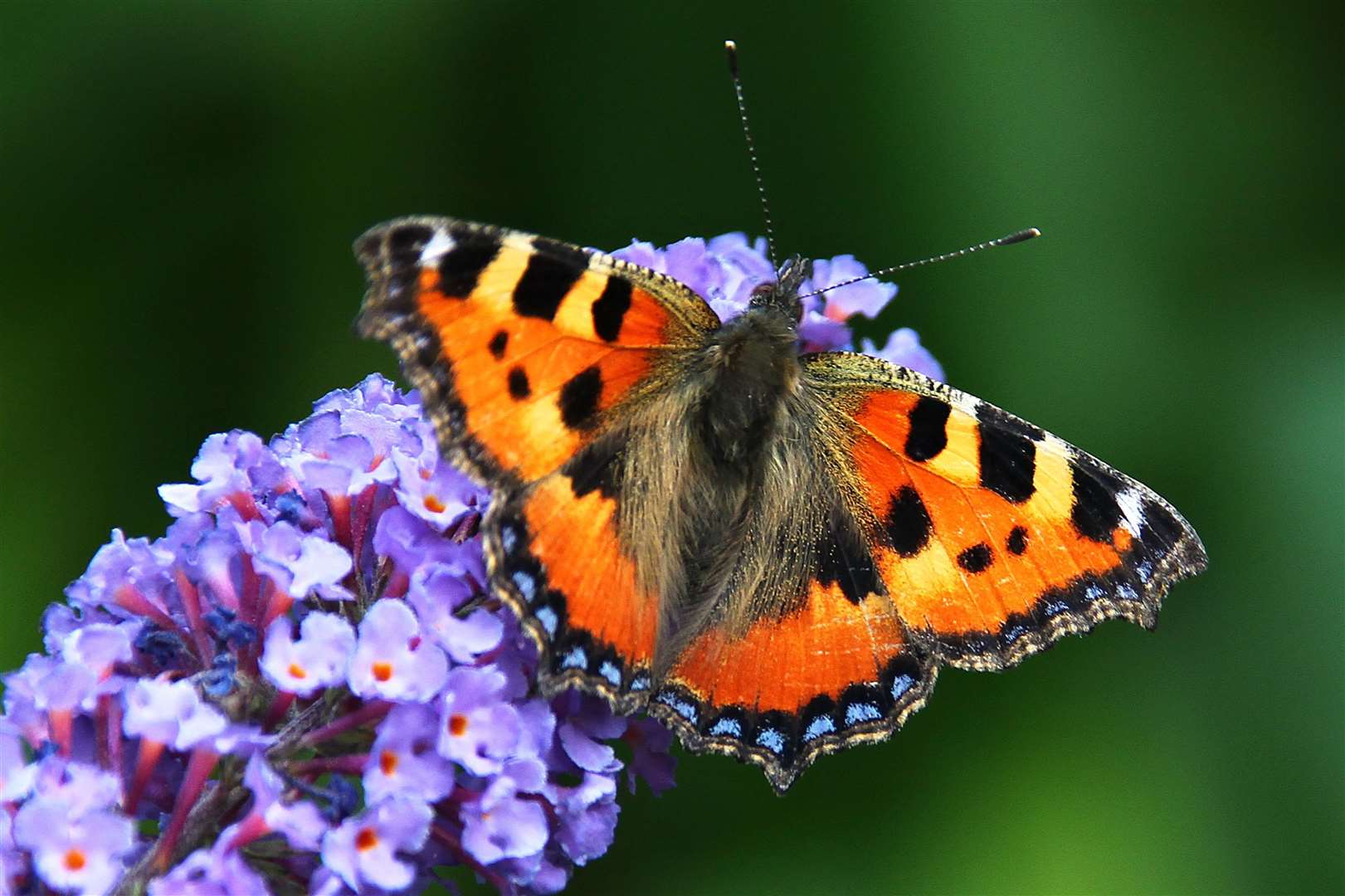 Plants use their scent to attract insects such as butterflies.