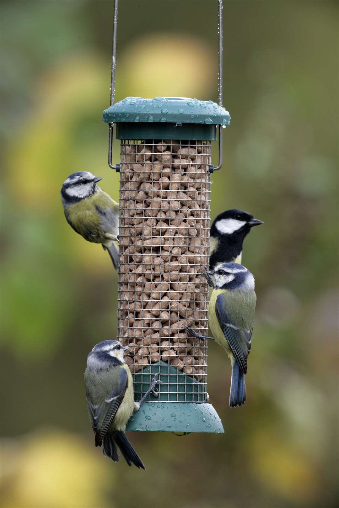 Blue tit and great tit on a bird feeder. Picture: Nigel Blake/rspb-images.com/PA