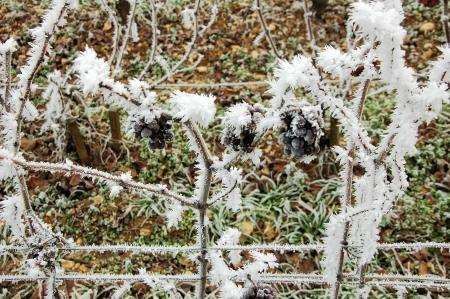 The unusual sight of frozen grapes on the vines at Chambolle Musigny
