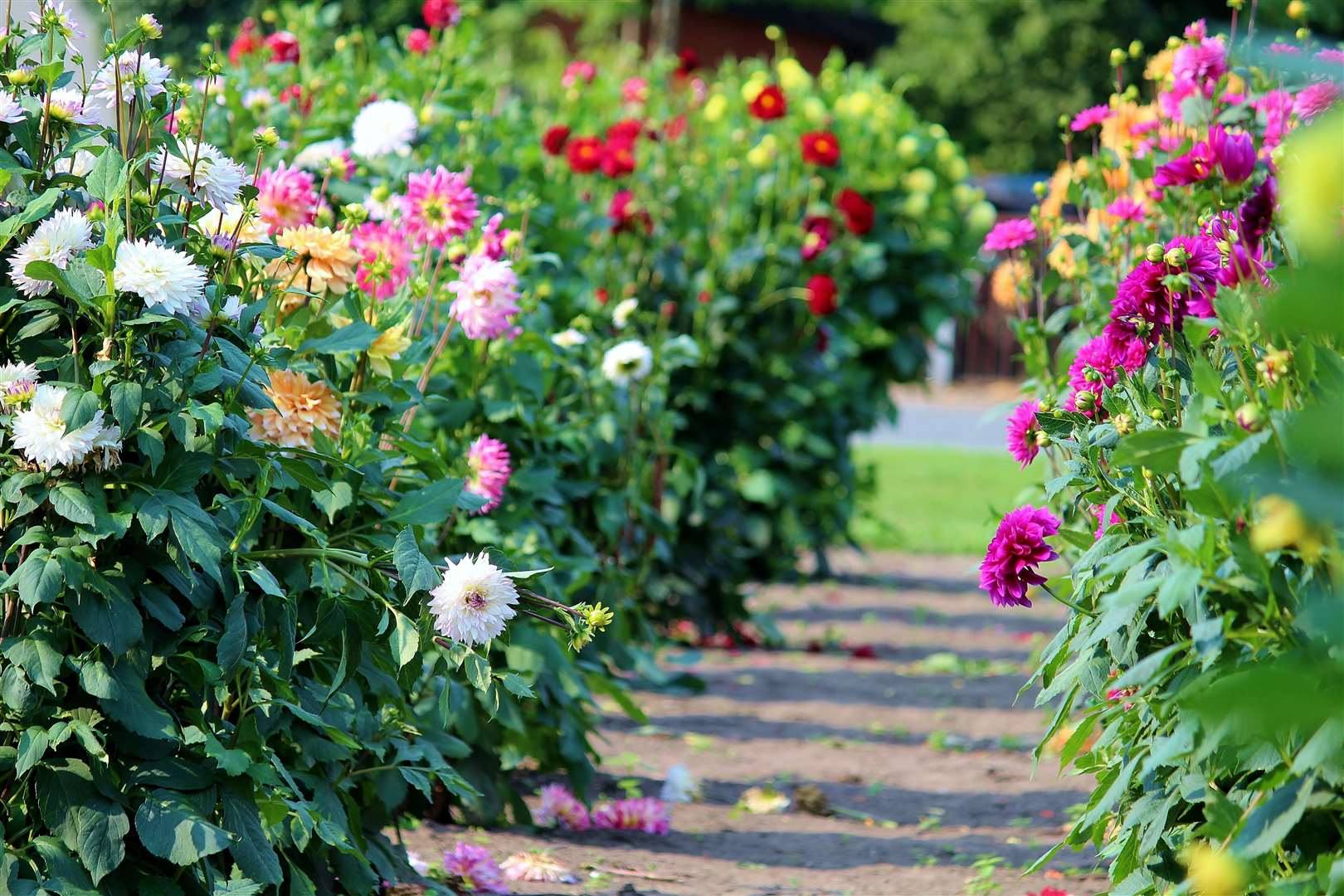 Bright colours lining a path are great in a garden designed for entertaining.