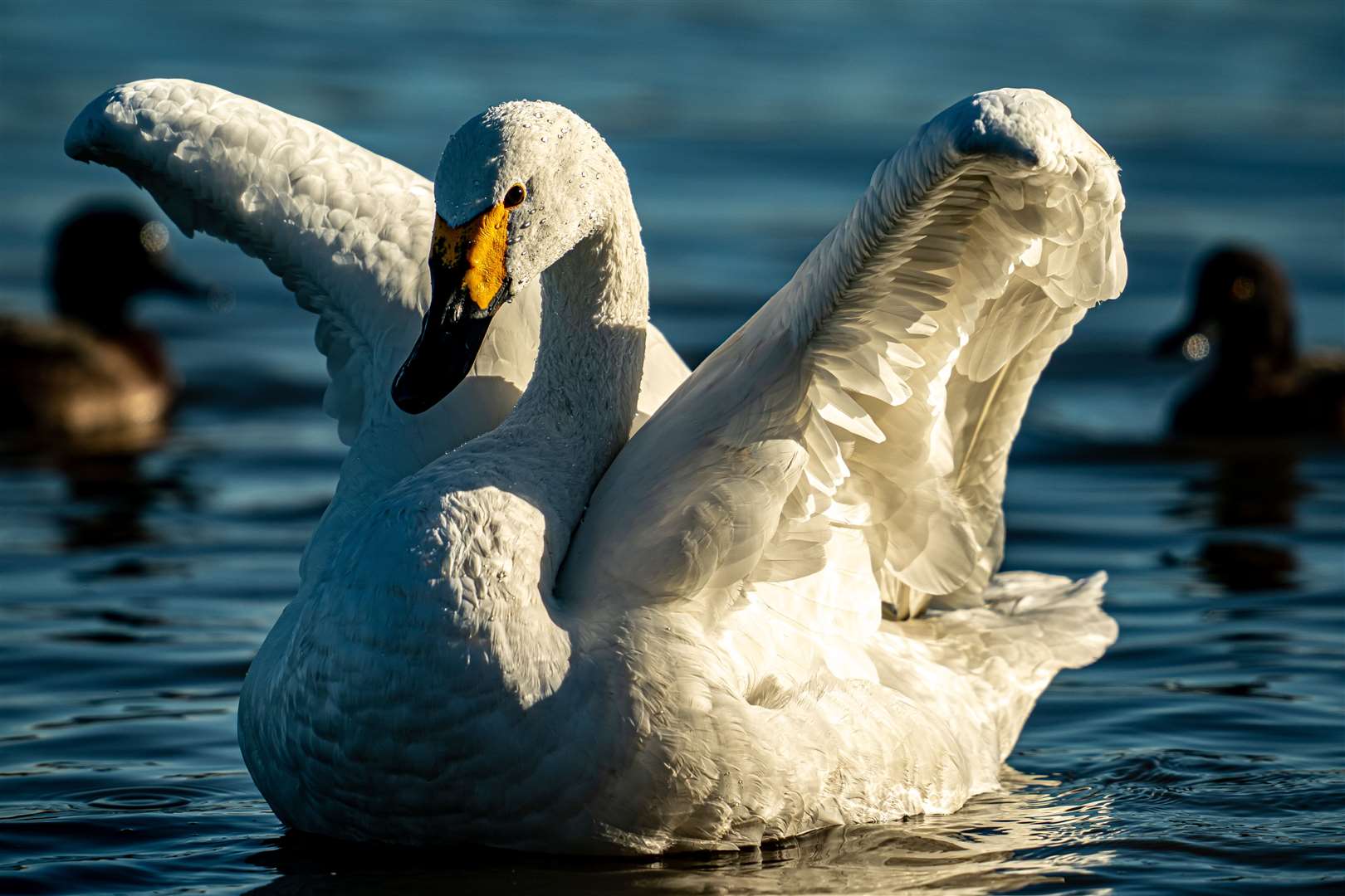 This year’s arrival of Bewick’s swans at Slimbridge is the latest since 1965 (Ben Birchall/PA)