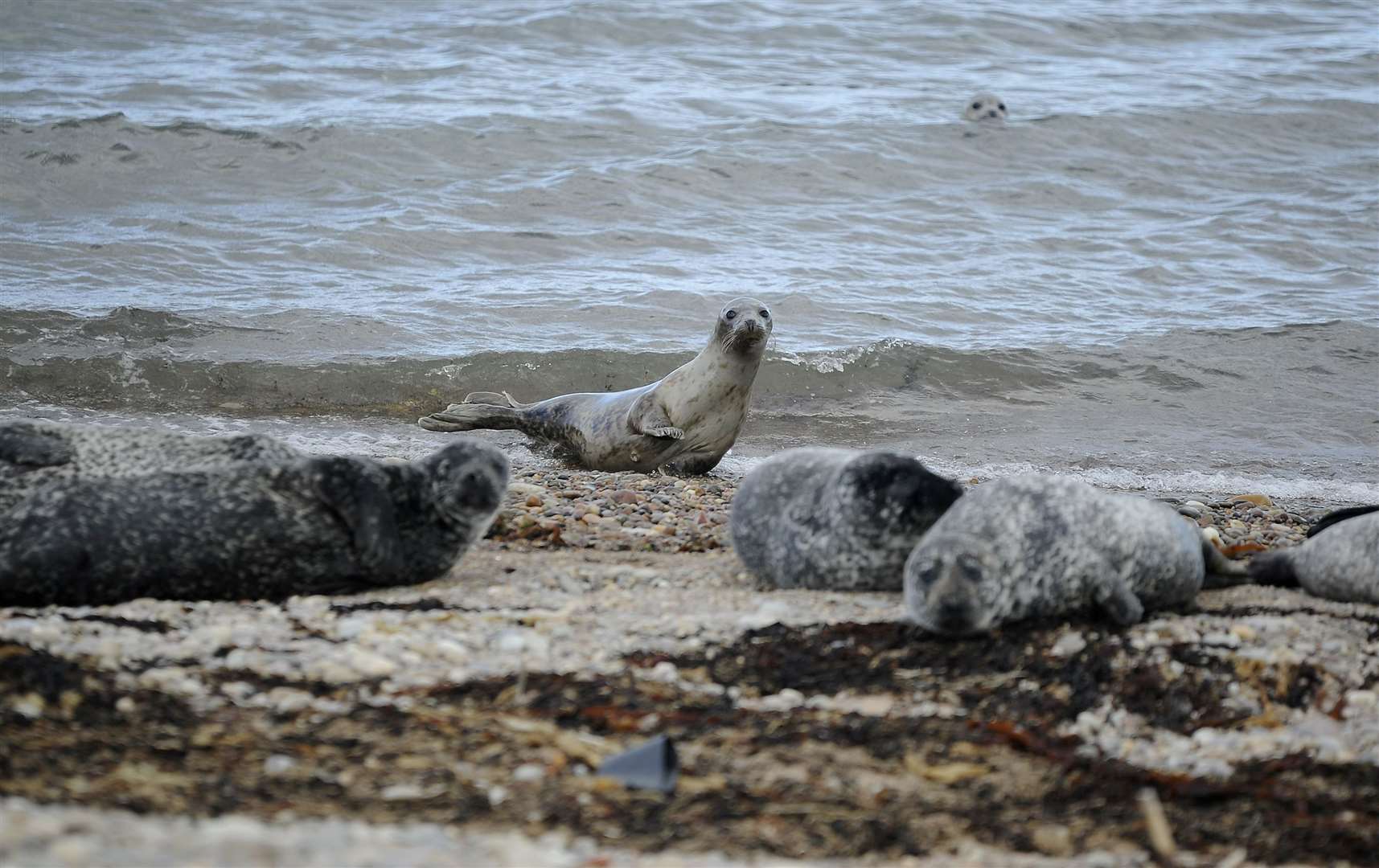 The seals at Portgordon have become famous over the last 15-20 years. Picture: Becky Saunderson