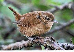 Ray finally managed to capture a wren on camera.