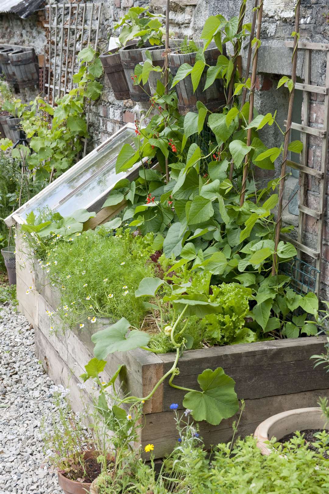 Growing under a cold frame and up a wall can give you an added advantage. Picture: DK Images/PA