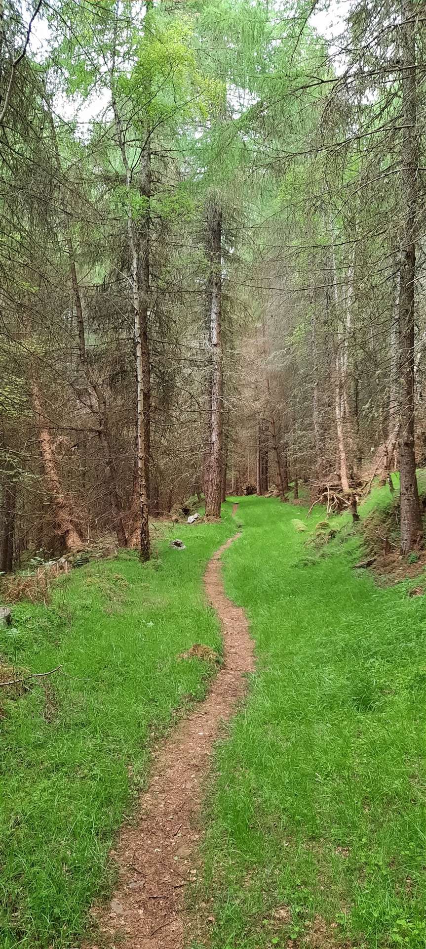 A lovely path climbs up through the woodland.