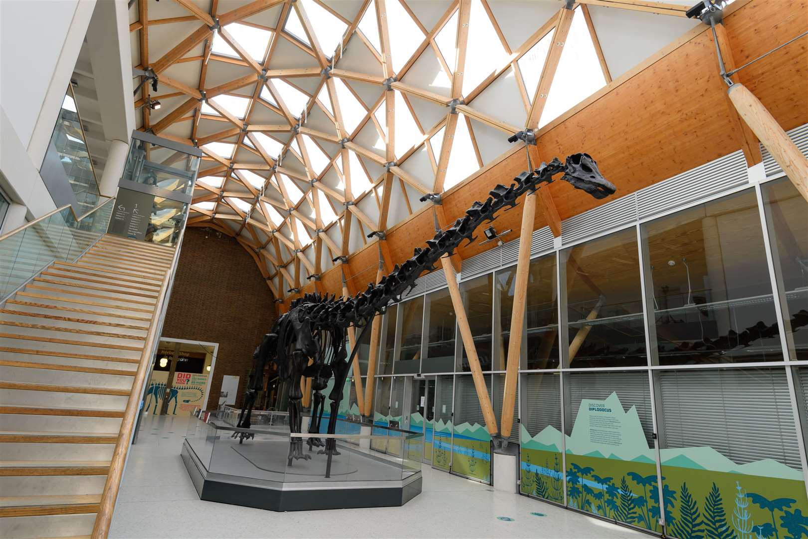 Dippy at the Herbert Art Gallery & Museum in Coventry (Joe Bailey/FiveSix Photography/PA)