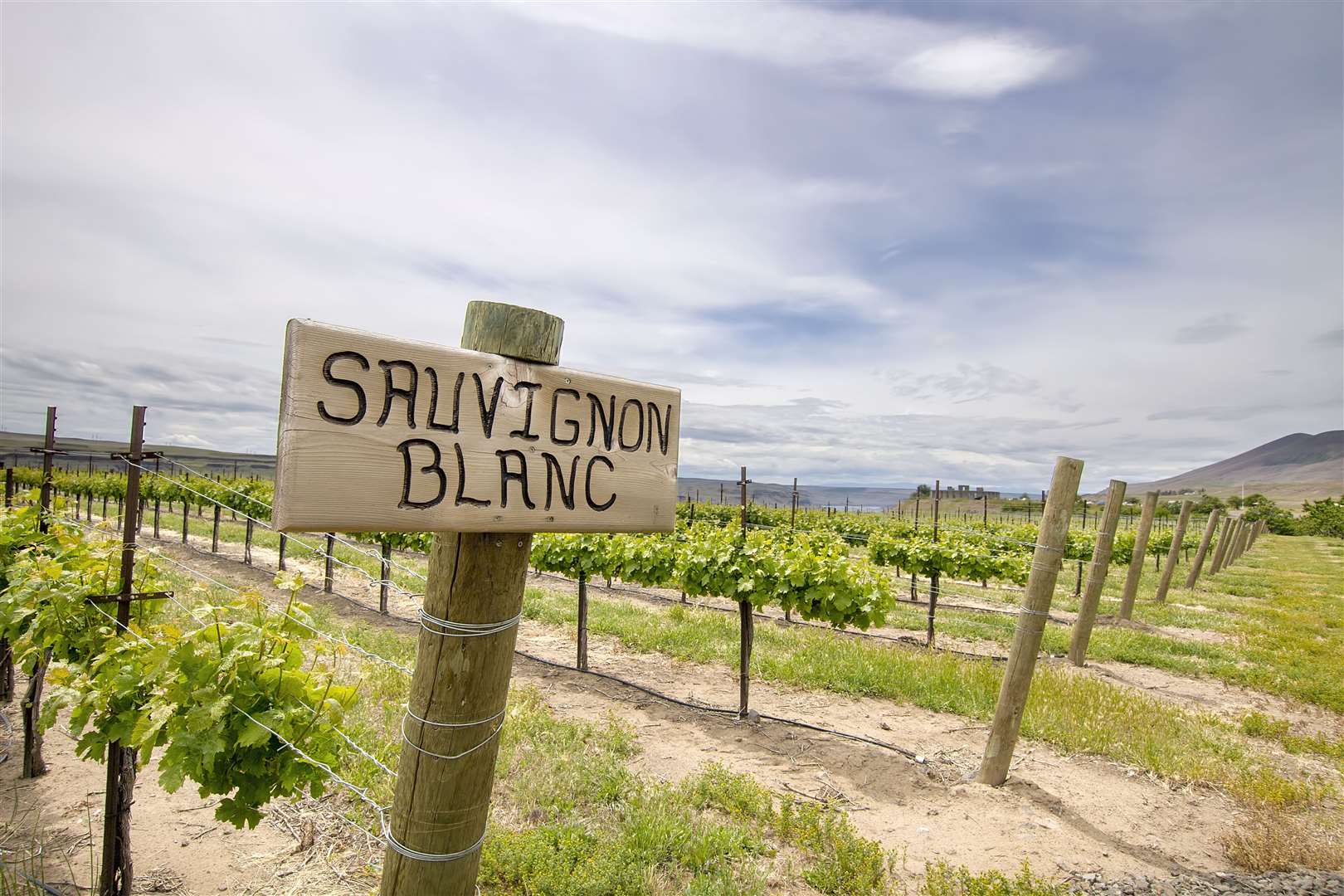 Sauvignon Blanc Grapes Plant Growing in Vineyard in Maryhill Washington State