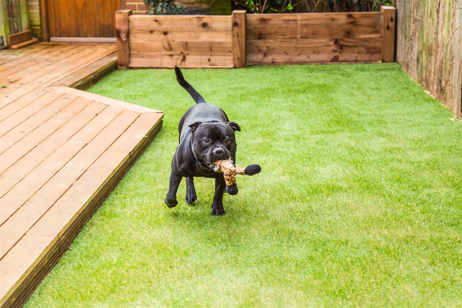 A dog on an artificial lawn. Picture: iStock/PA.