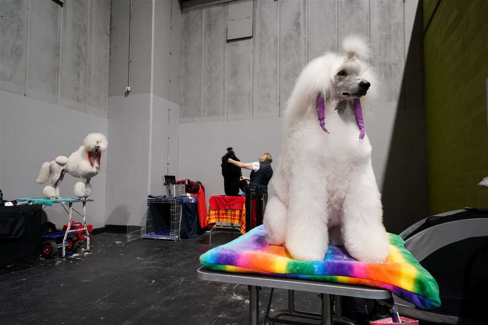 A standard poodle waits to be groomed ahead of showing during the first day (Jacob King/PA)