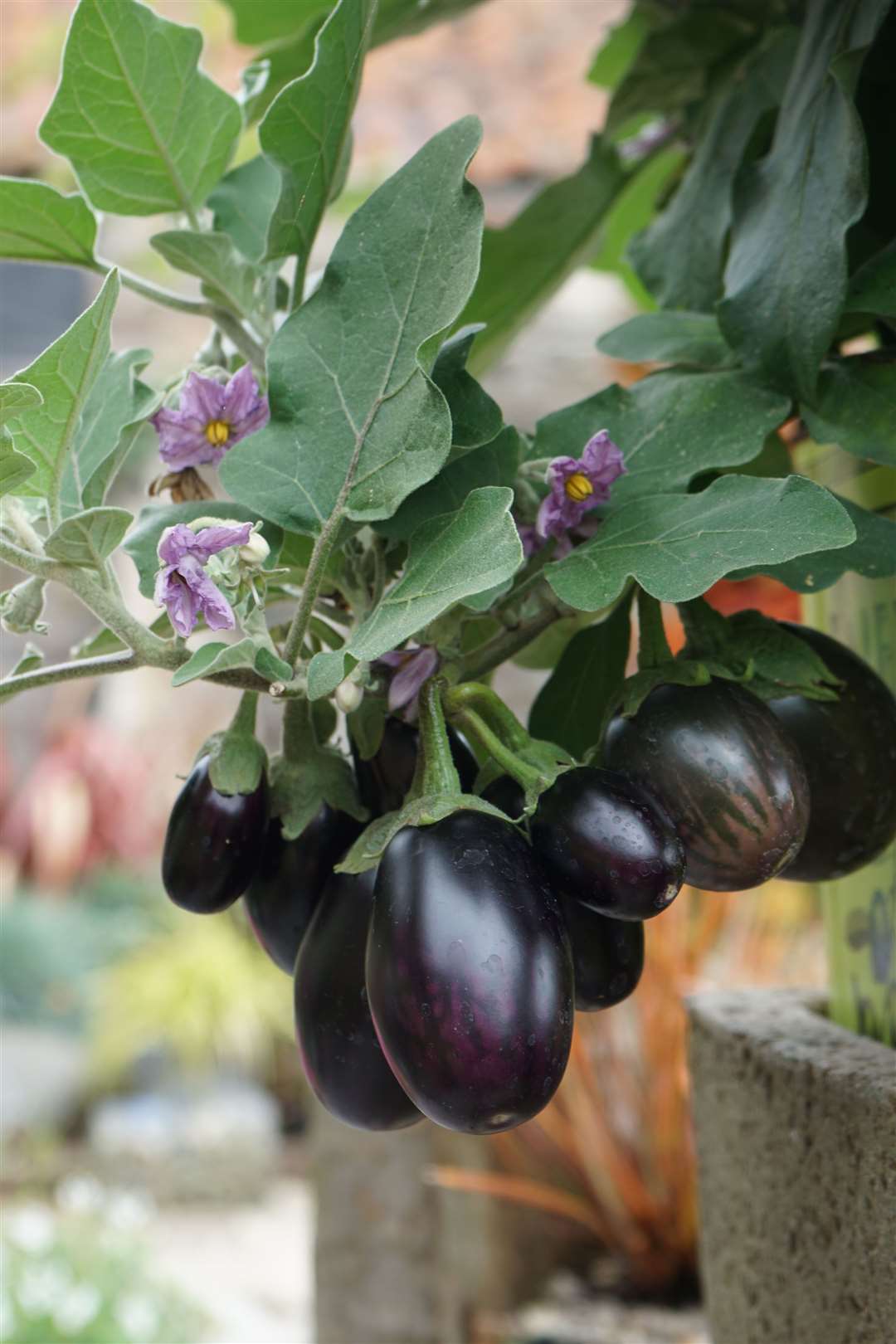'Baby Rosanna' aubergines in a pot. Picture: Tom Harris/PA