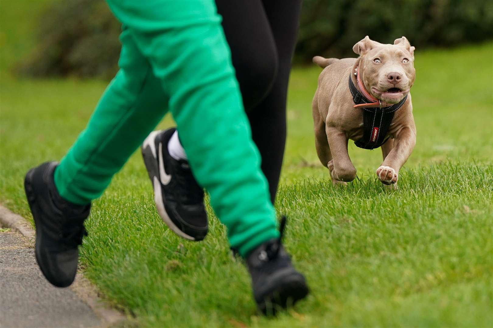 Four-month-old XL bully Stormi plays during a protest against the Government’s decision to add XL bully dogs to the list of prohibited breeds under the Dangerous Dogs Act following a spate of attacks (Jacob King/PA)