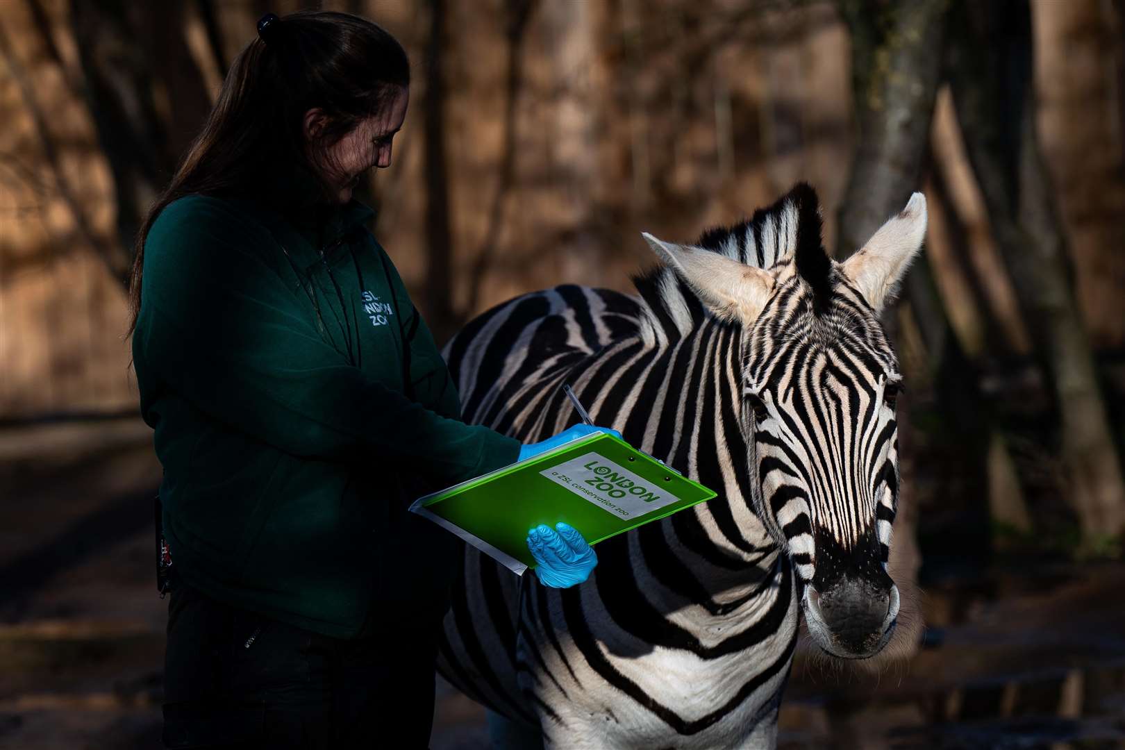 Zebras also measured up for the count (Aaron Chown/PA)