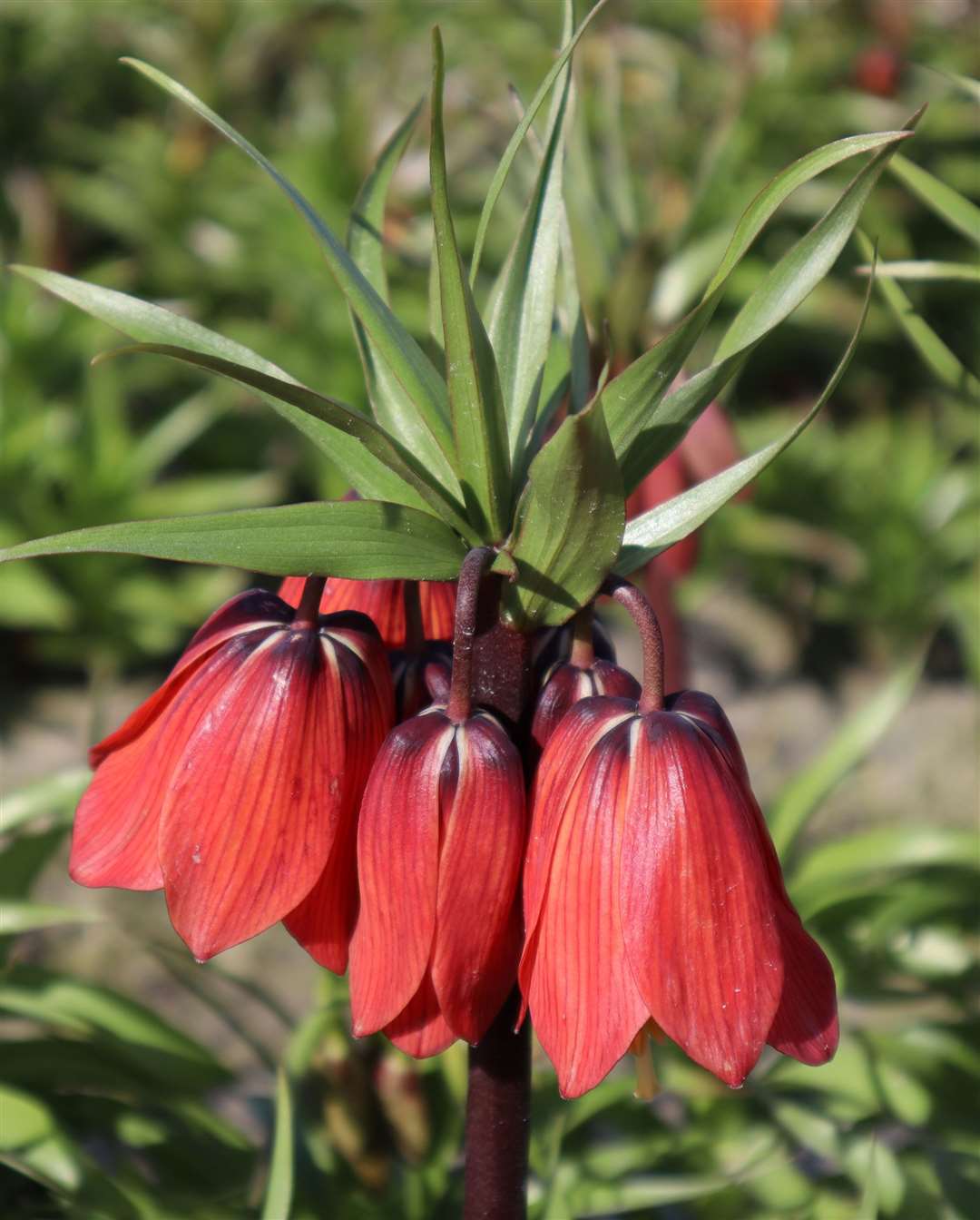 Fritillaria 'Red Beauty'. Picture: Jacques Amand/ PA
