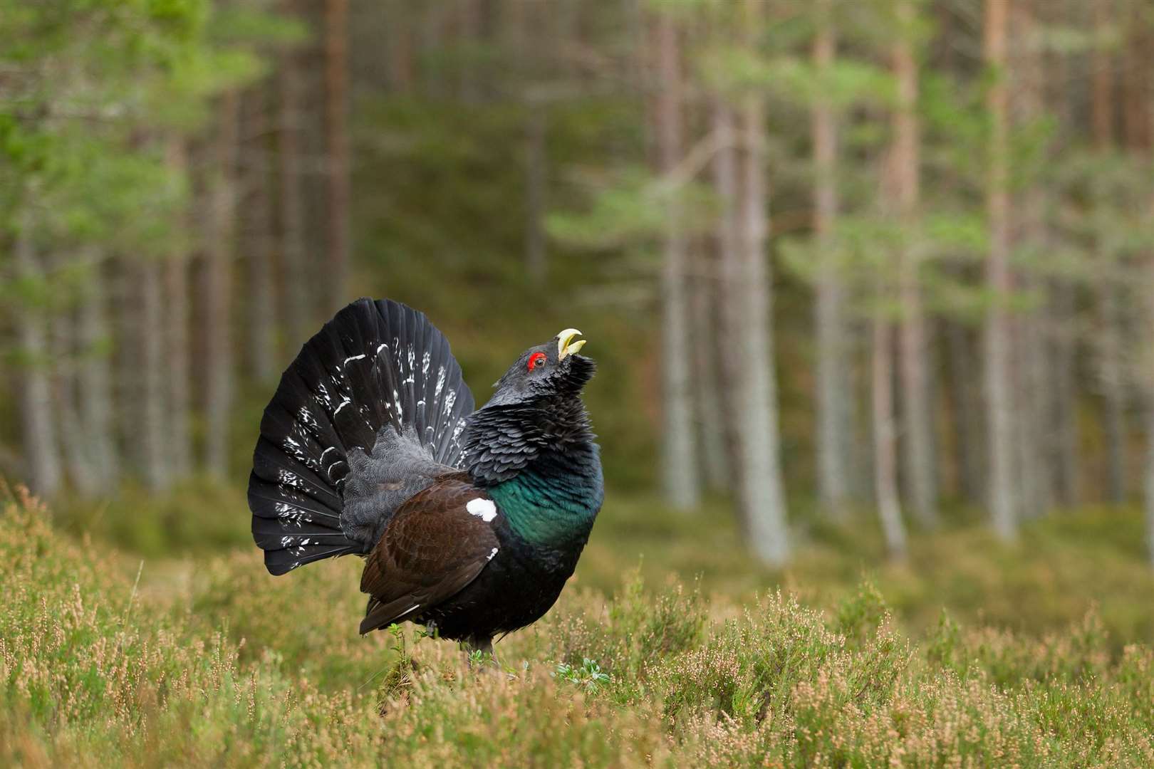An adult male capercaillie displaying in Cairngorms National Park.