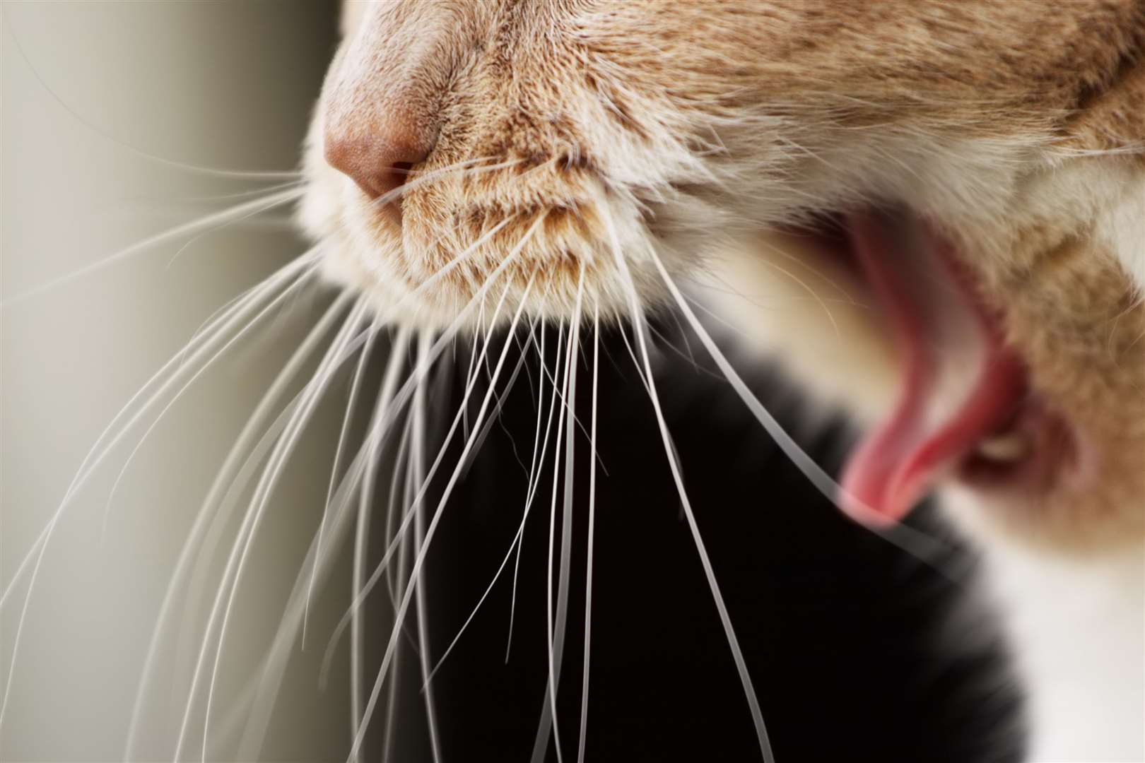 Cat’s teeth are not clean and can be covered in thousands of bacteria, so if they bite each other it is very likely an infection will quickly develop.