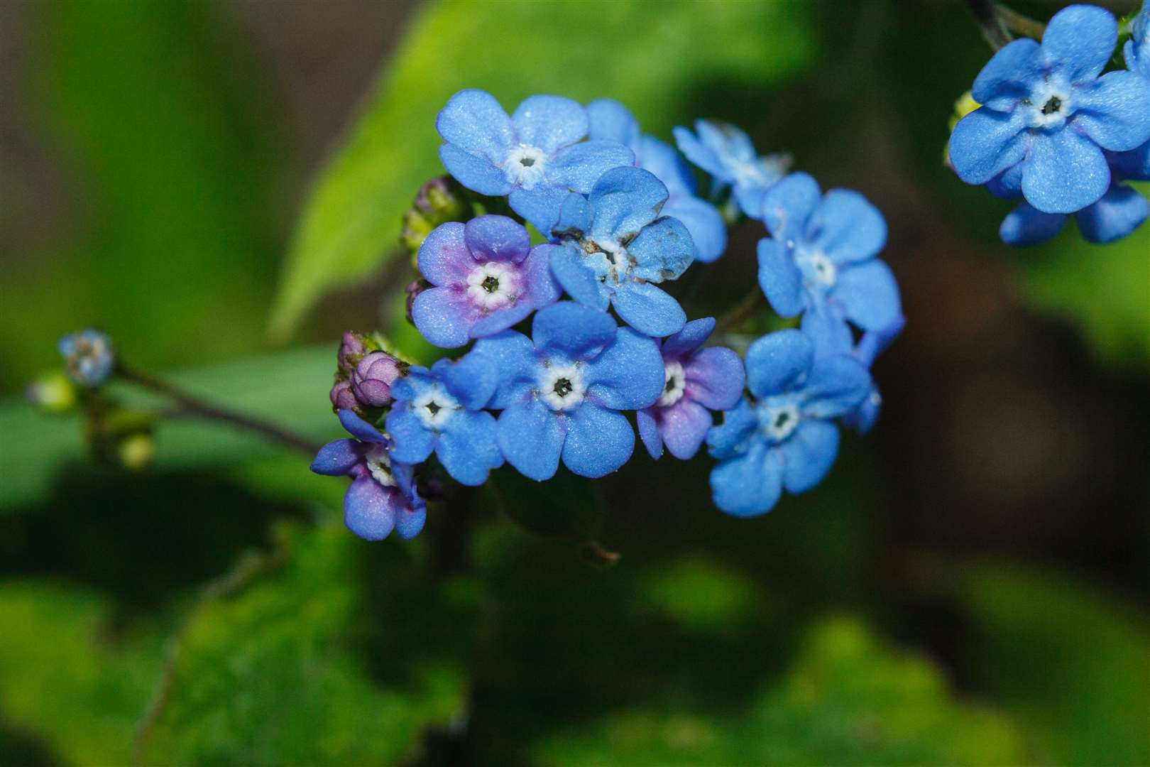Water forget-me-not. Picture: iStock/PA