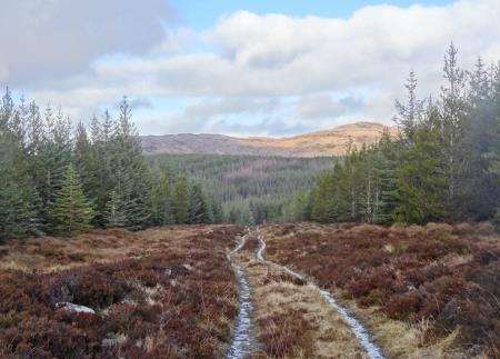 The soggy track leads through the trees towards Carn na Dubh Choille.