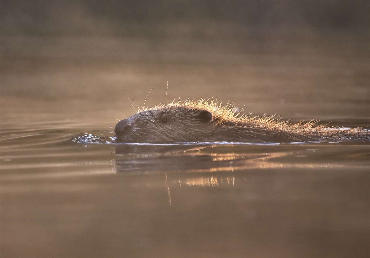 European beaver (Castor fiber) swimming in river, Bergslagen, Sweden.