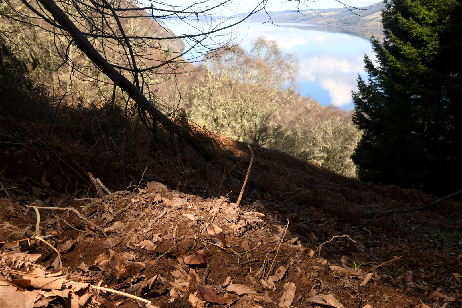 Residents believe there could be up to 5000 feral pigs roaming the area above Loch Ness. Picture: James Mackenzie.