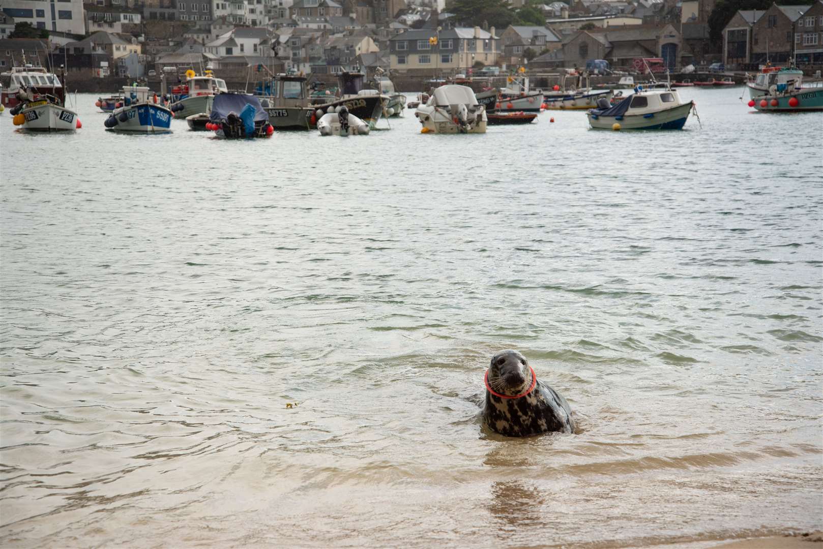 The female seal was spotted by members of the public in St Ives harbour with the plastic frisbee around her neck (Cornish Seal Sanctuary/PA)