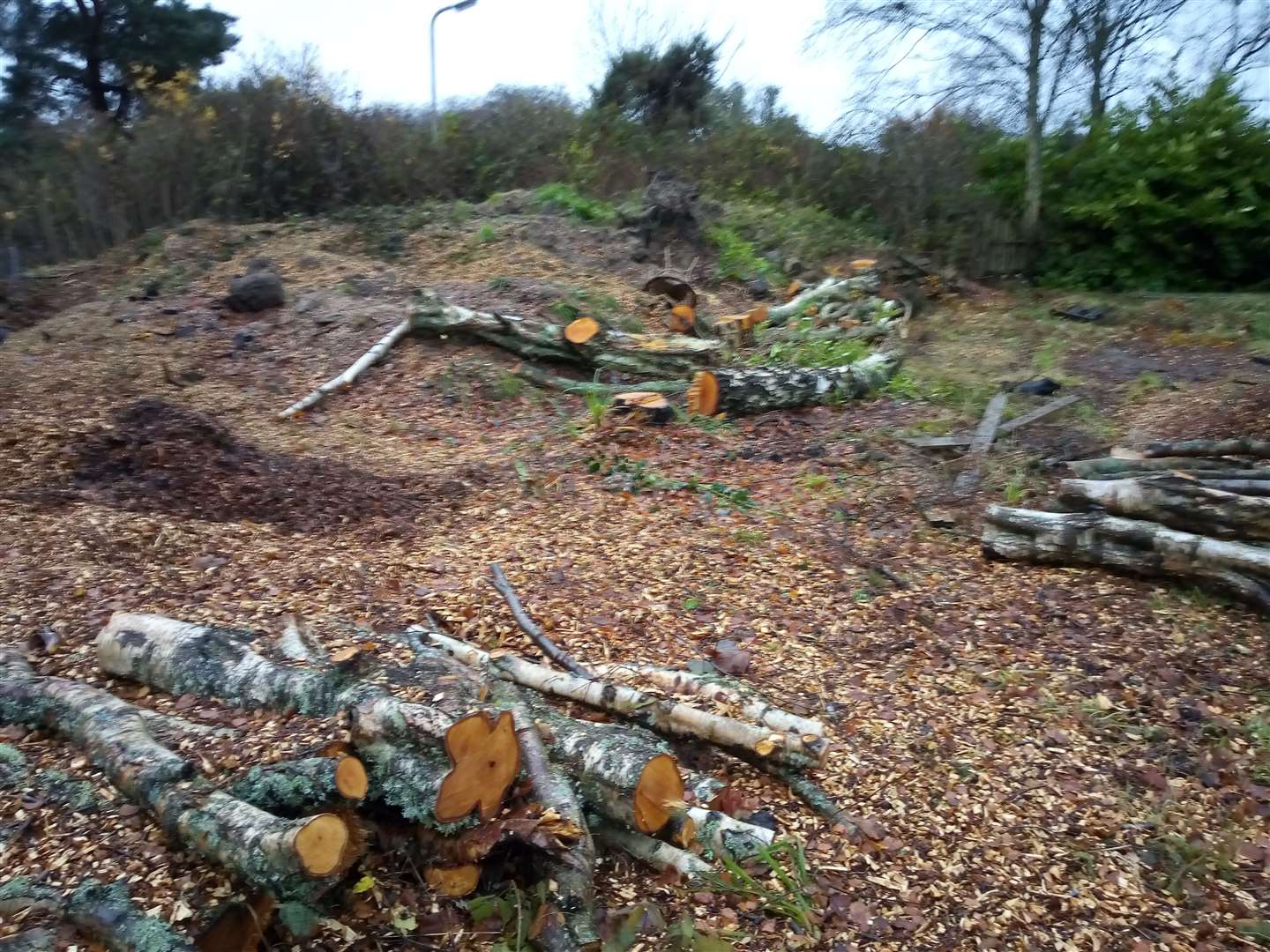 Five trees in total were felled at the cemetery.