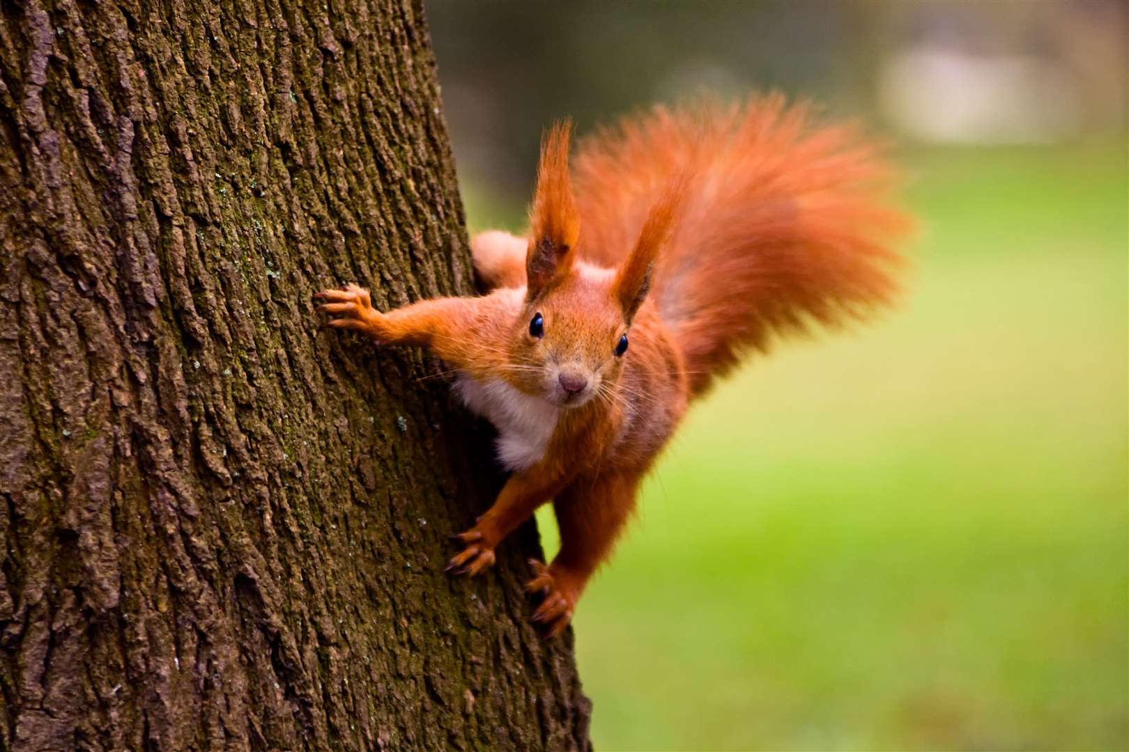 Red squirrels enjoy the forests in the area.