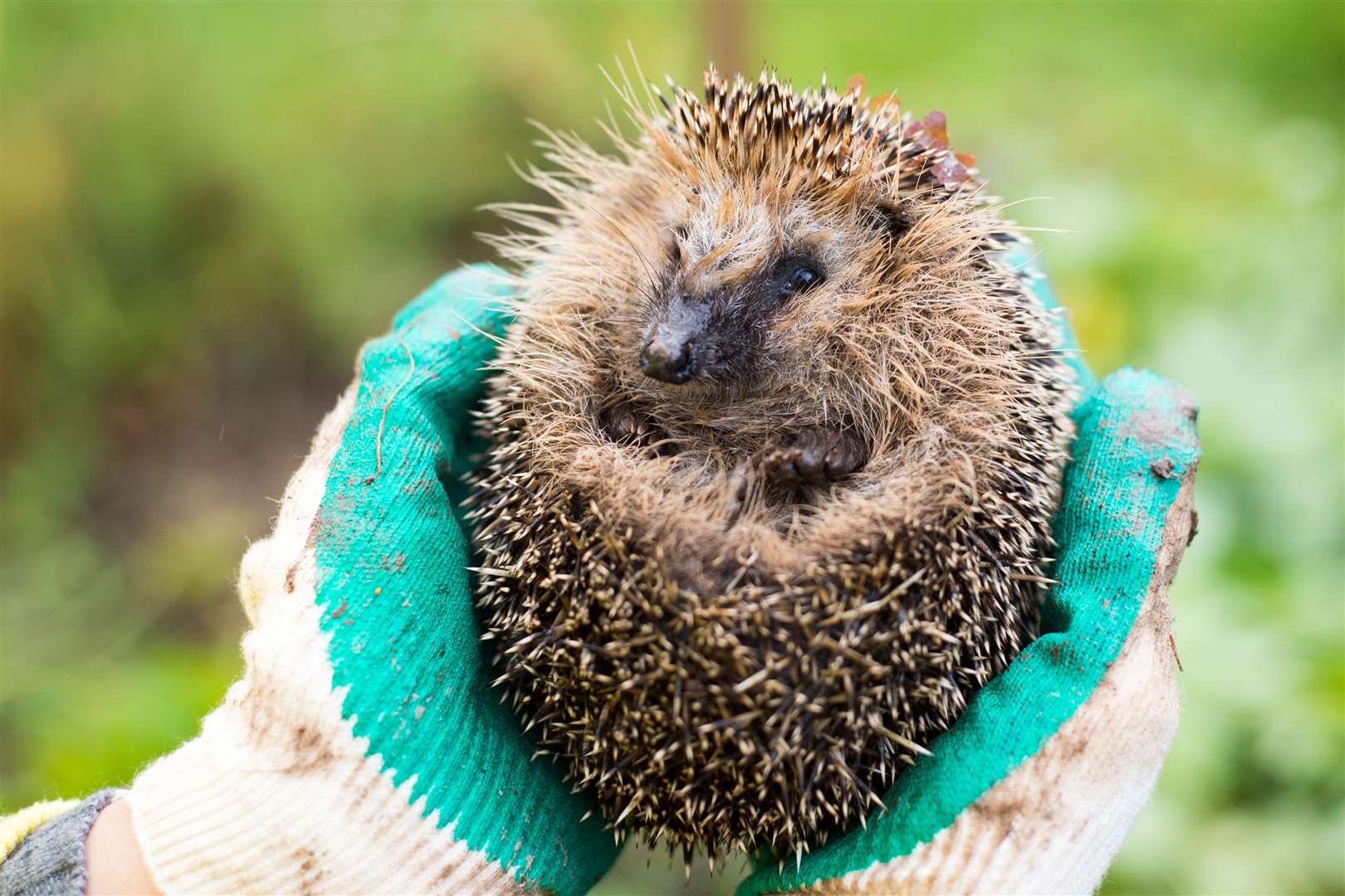 Use gardening gloves if you need to pick up a hedgehog. Picture: iStock/PA