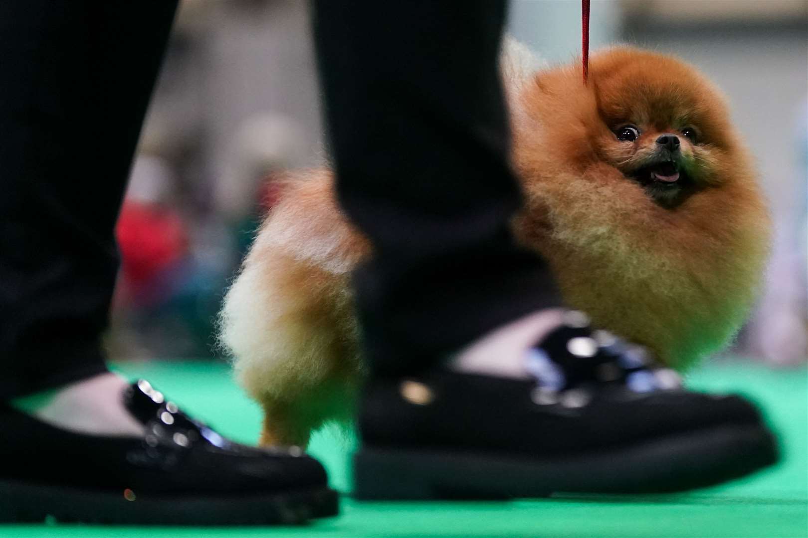 A Pomeranian in the showring during the first day of Crufts (Jacob King/PA)