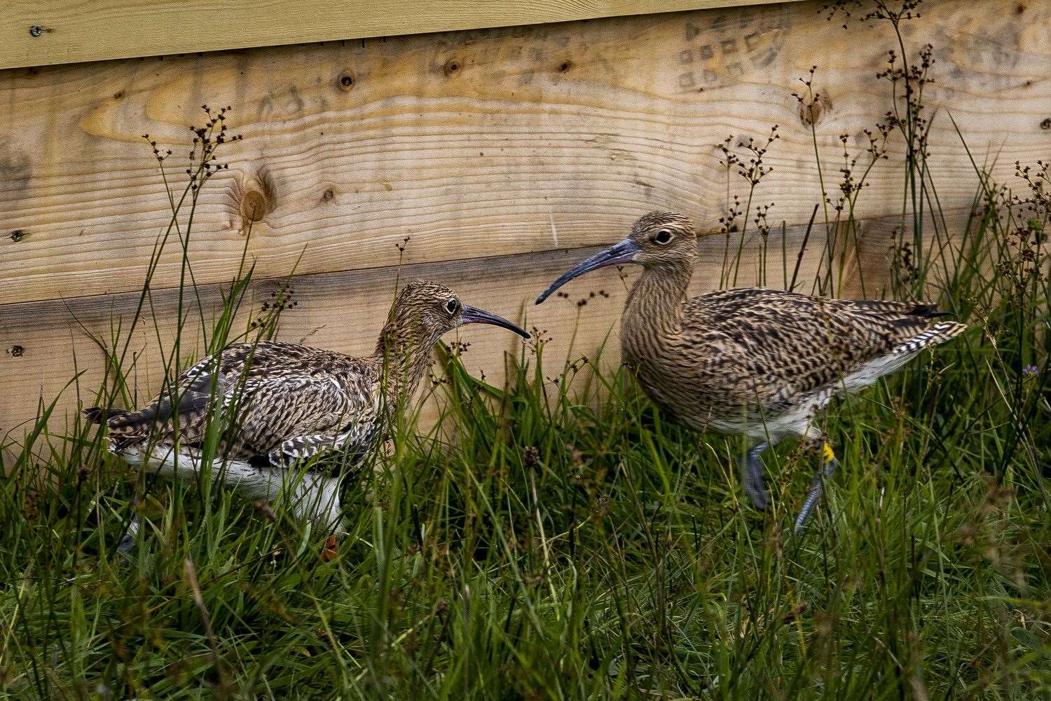 Young curlews in a pen close to Lough Neagh (Liam McBurney/PA)