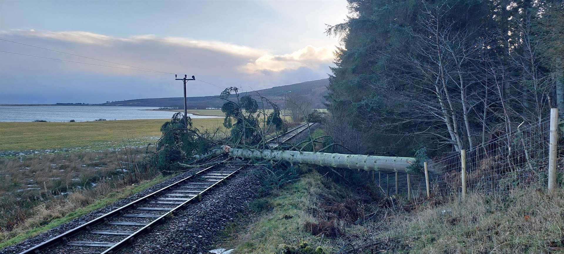 The fallen tree on the rail line at Tain.