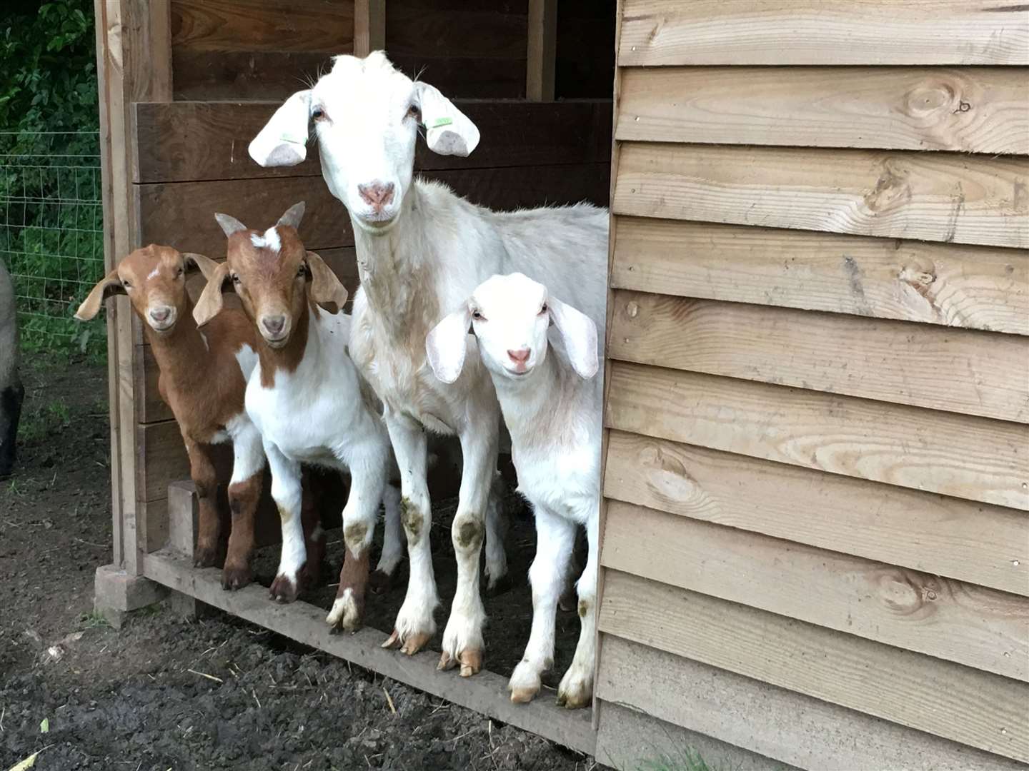 Goats in a shed in the paddock at Fielding Cottage. Picture: Handout/PA