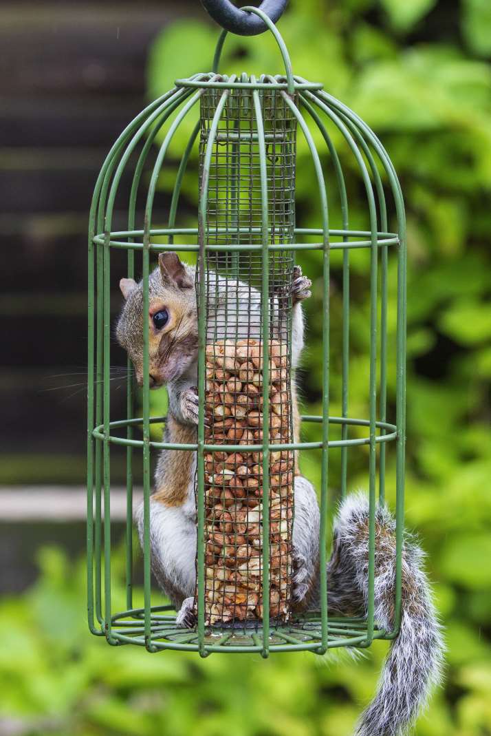 A squirrel was caught red-pawed after getting stuck inside a bird feeder in Ashford, Kent (RSCPA/PA)