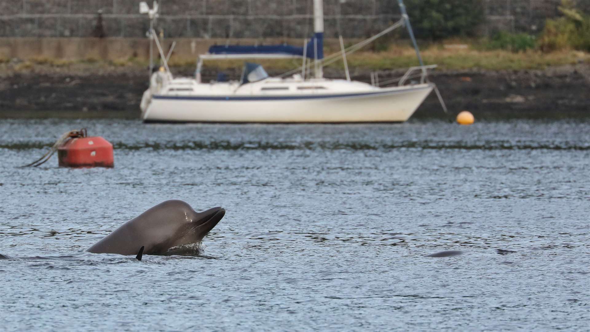 The whales have been spotted in the Clyde (Steve Truluk/PA)